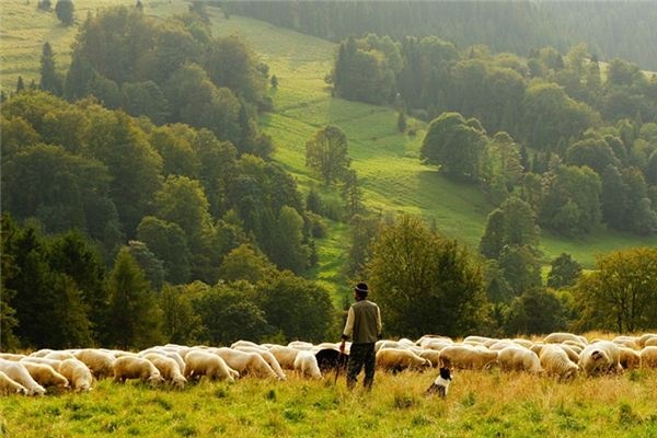 What does it mean to dream of a shepherd? What does it mean to dream of a shepherd?