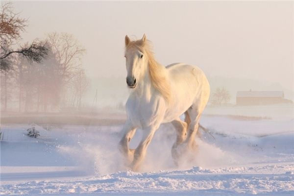 What does it mean to dream of a horse trader? What does it mean to dream of a horse trader?