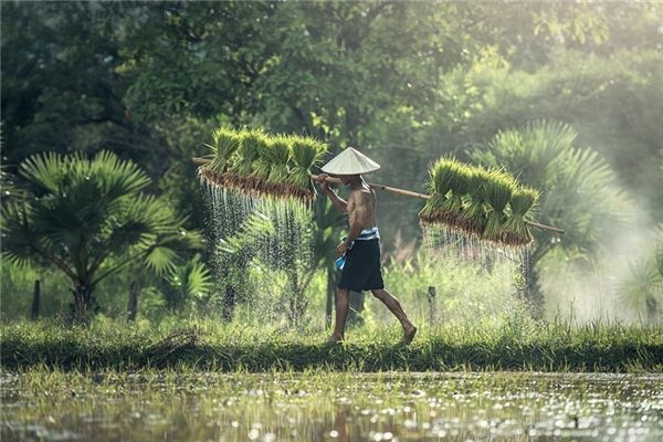 What does it mean to dream of farmers? What does it mean to dream of farmers?