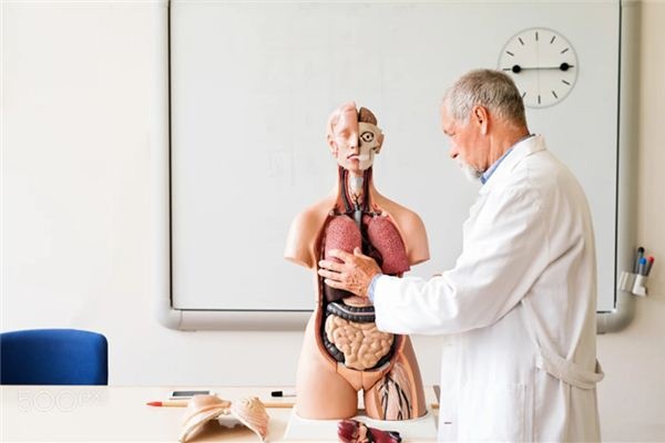 What does it mean to dream about internal organs? What does it mean to dream about internal organs?