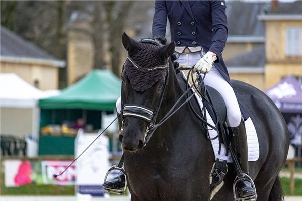 What does it mean to dream of cavalry? What does it mean to dream of cavalry?