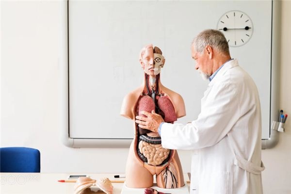 What does it mean to dream about the spleen? What does it mean to dream about the spleen?