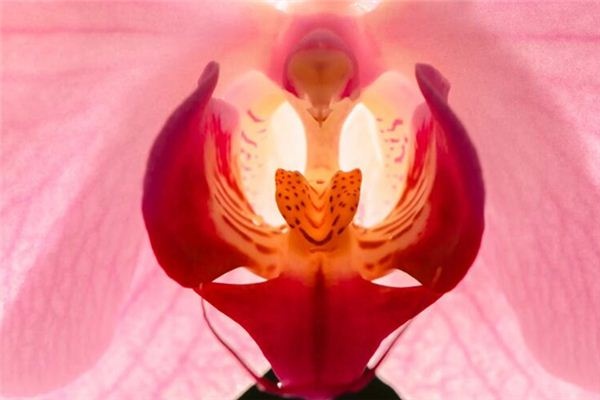 What does it mean to dream about genitals?