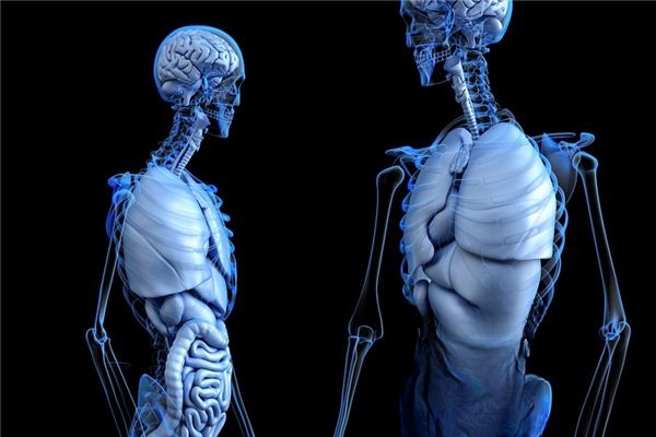 What does it mean to dream about the liver? What does it mean to dream about the liver?