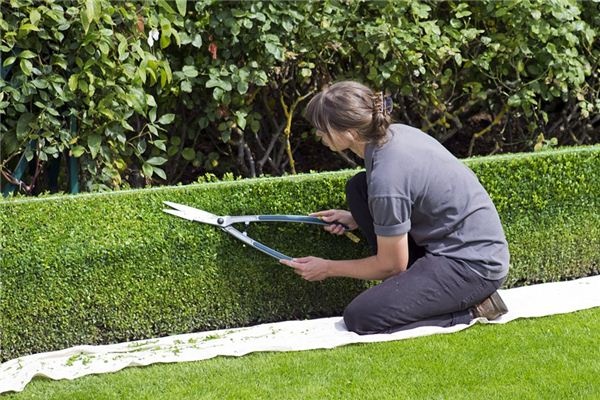What does it mean to dream of a gardener? What does it mean to dream of a gardener?