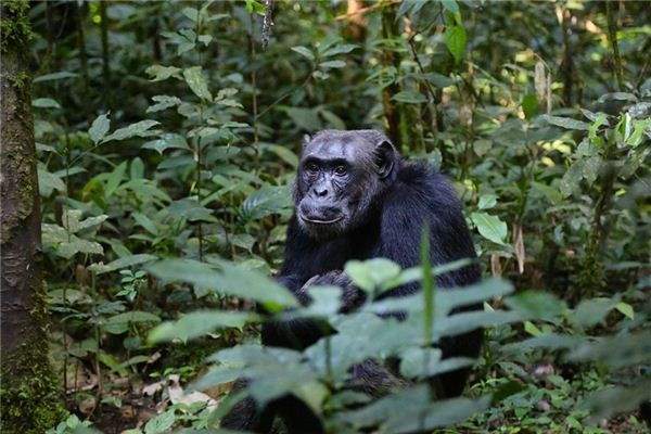 What does it mean to dream of an ape-man? What does it mean to dream of an ape-man?
