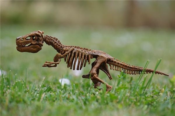 What does it mean to dream of bones? What does it mean to dream of bones?