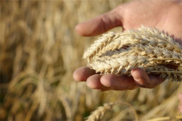 People who dream of picking wheat ears