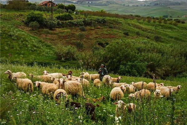 Dreaming of shepherds and shepherds