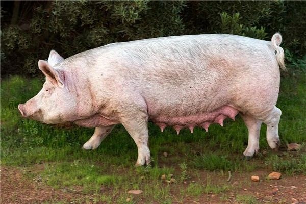 I dreamt that a pig as big as a cow ran into the house.