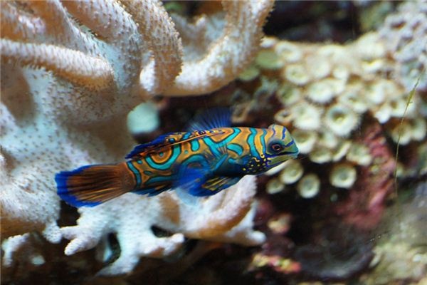What does it mean to dream of mandarin fish? What does it mean to dream of mandarin fish?