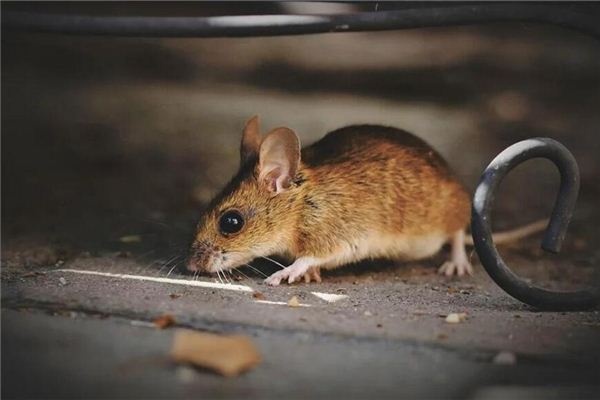 I dreamed of mice running around.