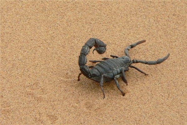 What does it mean to dream of scorpions? What does it mean to dream of scorpions?