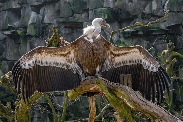 What does it mean to dream of vultures? What does it mean to dream of vultures?