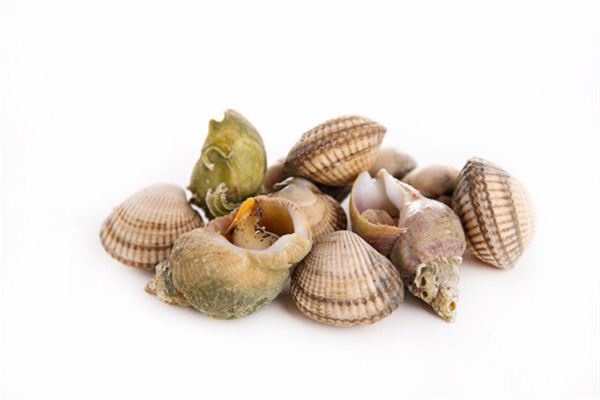 Dreaming of clams and other shellfish