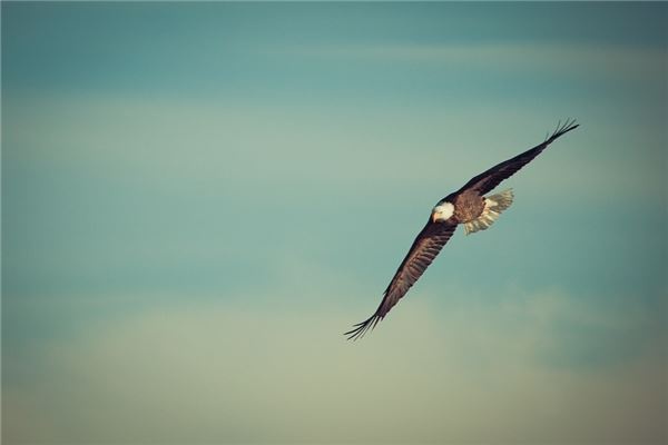 Dreaming of an eagle Dreaming of an eagle