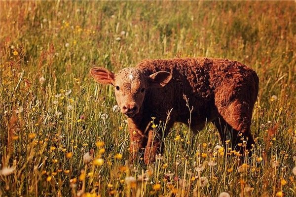 Dreaming of calves