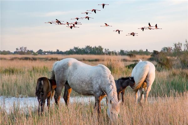 What does it mean to dream of a mare? What does it mean to dream of a mare?