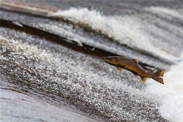 What does it mean to dream of fish jumping out of the water? What does it mean to dream of fish jumping out of the water?