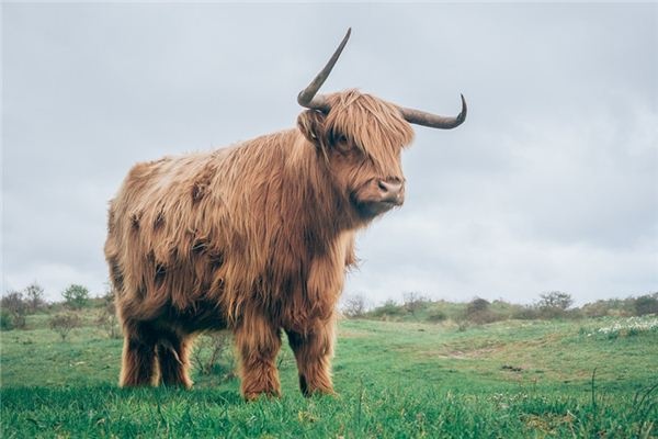 What does it mean to dream of yaks? What does it mean to dream of yaks?