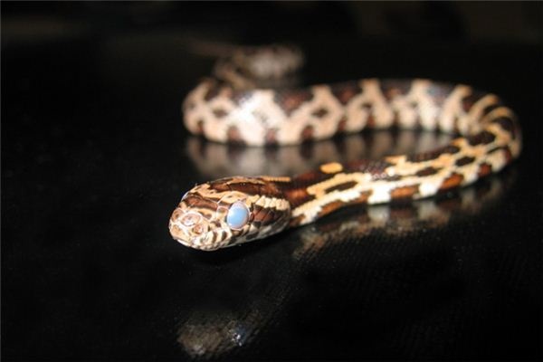 What does it mean to dream of many snakes? What does it mean to dream of many snakes?