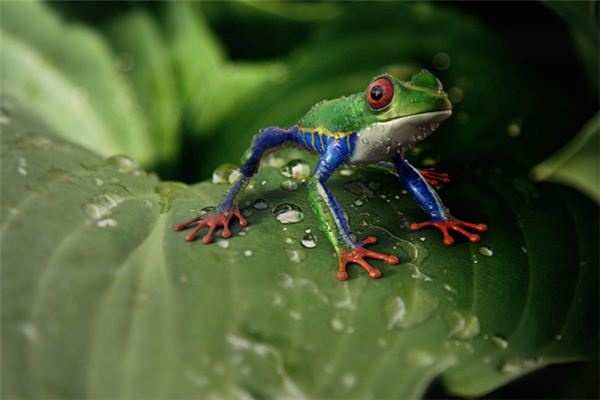 What does it mean to dream of a snake eating a frog? What does it mean to dream of a snake eating a frog?