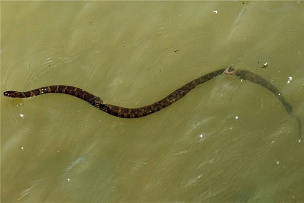 Dreaming of snakes entering water or paddy fields
