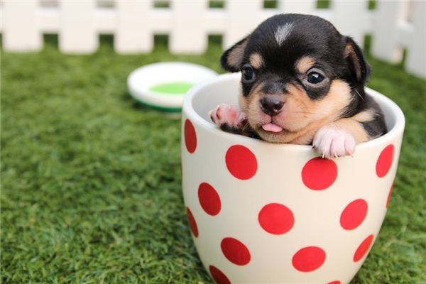 What does it mean to dream of puppies? What does it mean to dream of puppies?