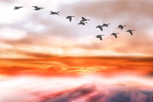 What does it mean to dream of wild geese? What does it mean to dream of wild geese?