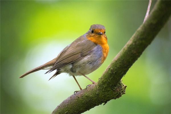 What does it mean to dream of a wren? What does it mean to dream of a wren?