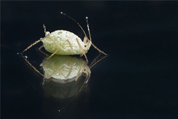 What does it mean to dream of lice? What does it mean to dream of lice?