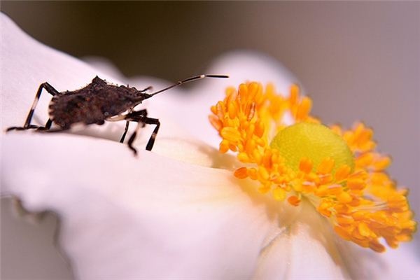 What does it mean to dream of bedbugs? What does it mean to dream of bedbugs?