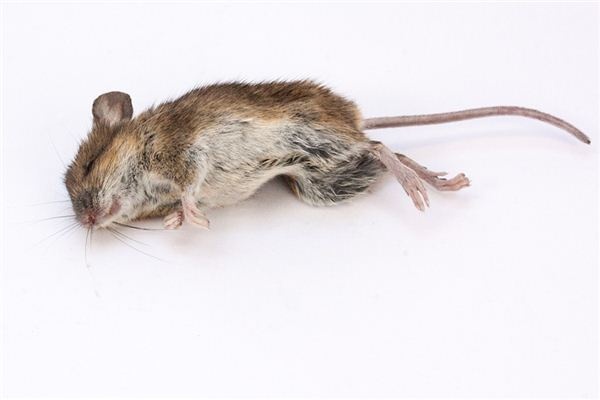 What does it mean to dream of a dead rat? What does it mean to dream of a dead rat?