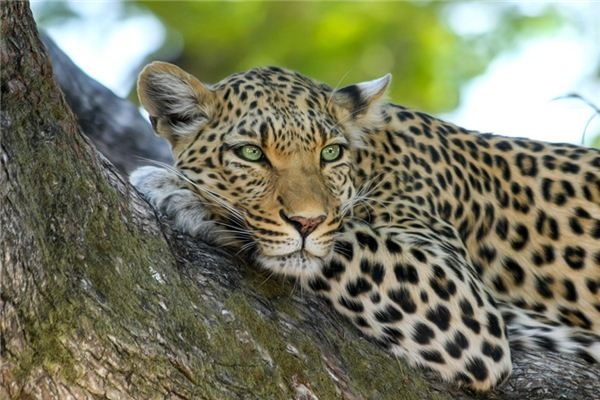 What does it mean to dream of a jaguar? What does it mean to dream of a jaguar?