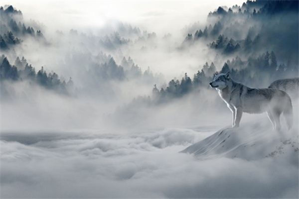 What does it mean to dream of wolves?