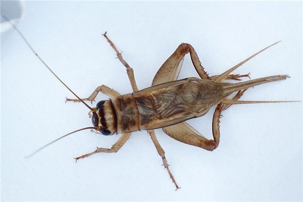 What does it mean to dream of crickets? What does it mean to dream of crickets?