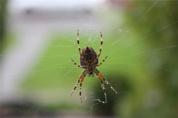 Dreaming of spiders spinning webs
