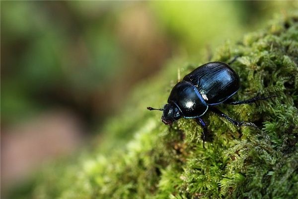 What does it mean to dream of a dung beetle? What does it mean to dream of a dung beetle?