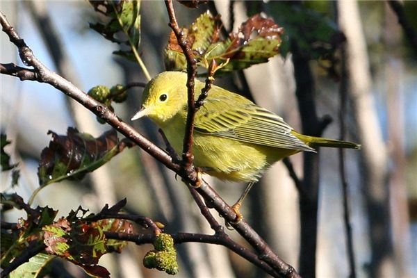 What does it mean to dream of a nightingale? What does it mean to dream of a nightingale?