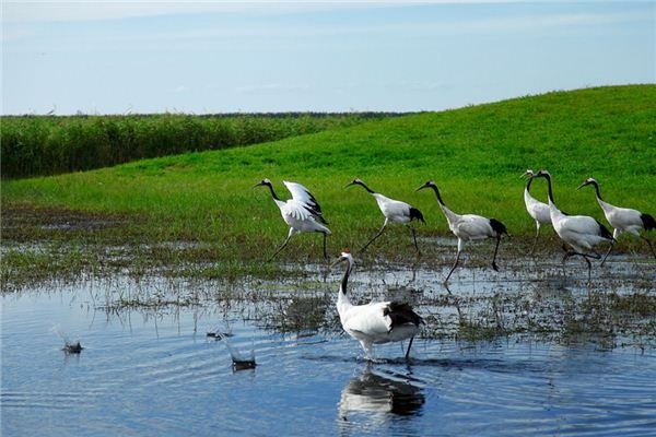 What does it mean to dream of red-crowned cranes? What does it mean to dream of red-crowned cranes?