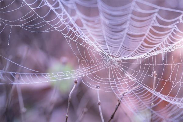 What does it mean to dream of a spider web? What does it mean to dream of a spider web?