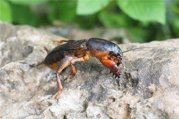 What does it mean to dream of mole crickets? What does it mean to dream of mole crickets?