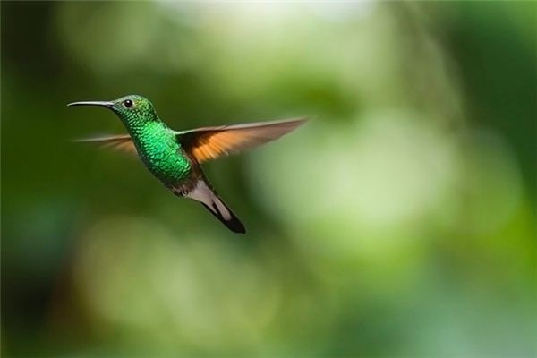 What does it mean to dream of a featherless bird? What does it mean to dream of a featherless bird?