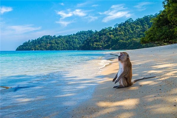 Dreaming of monkeys