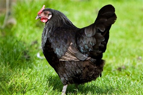 What does it mean to dream of a black chicken? What does it mean to dream of a black chicken?