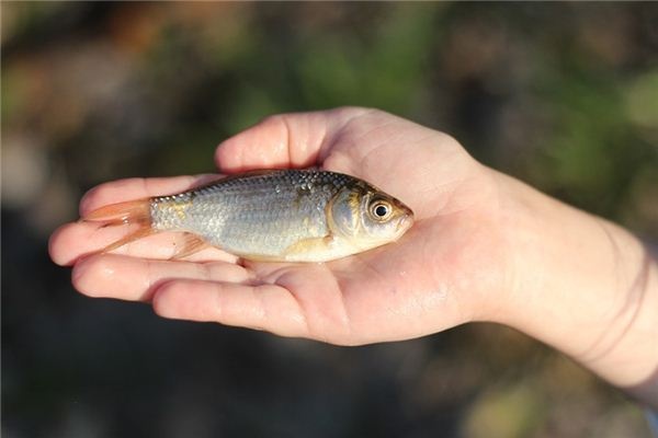 What does it mean to dream of crucian carp? What does it mean to dream of crucian carp?