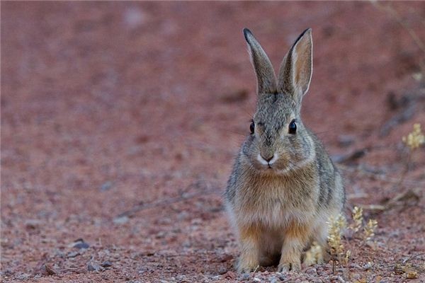 What does it mean to dream of a wild rabbit? What does it mean to dream of a wild rabbit?