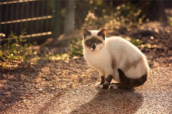 I dreamed that my cat died. I dreamed that my cat died.
