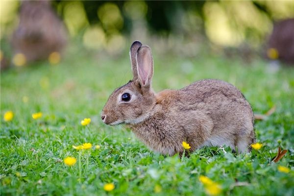 What does it mean to dream of a rabbit? What does it mean to dream of a rabbit?