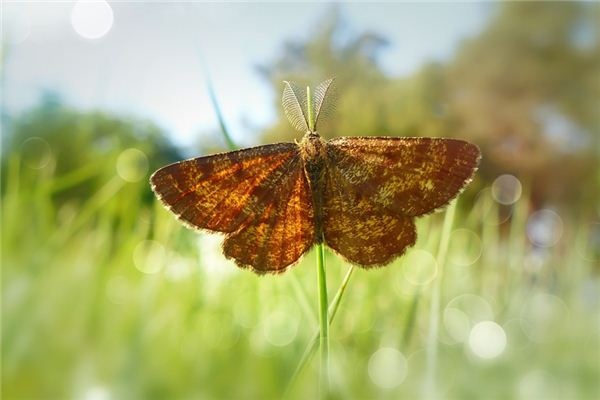 What does it mean to dream of moths? What does it mean to dream of moths?